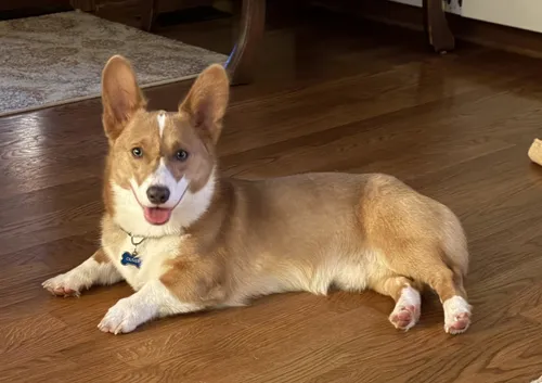 Oliver the corgi